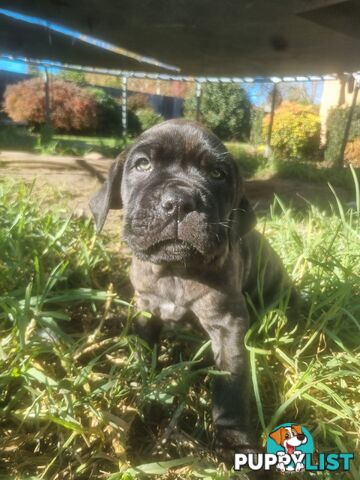 French X Neo Mastiff Pups