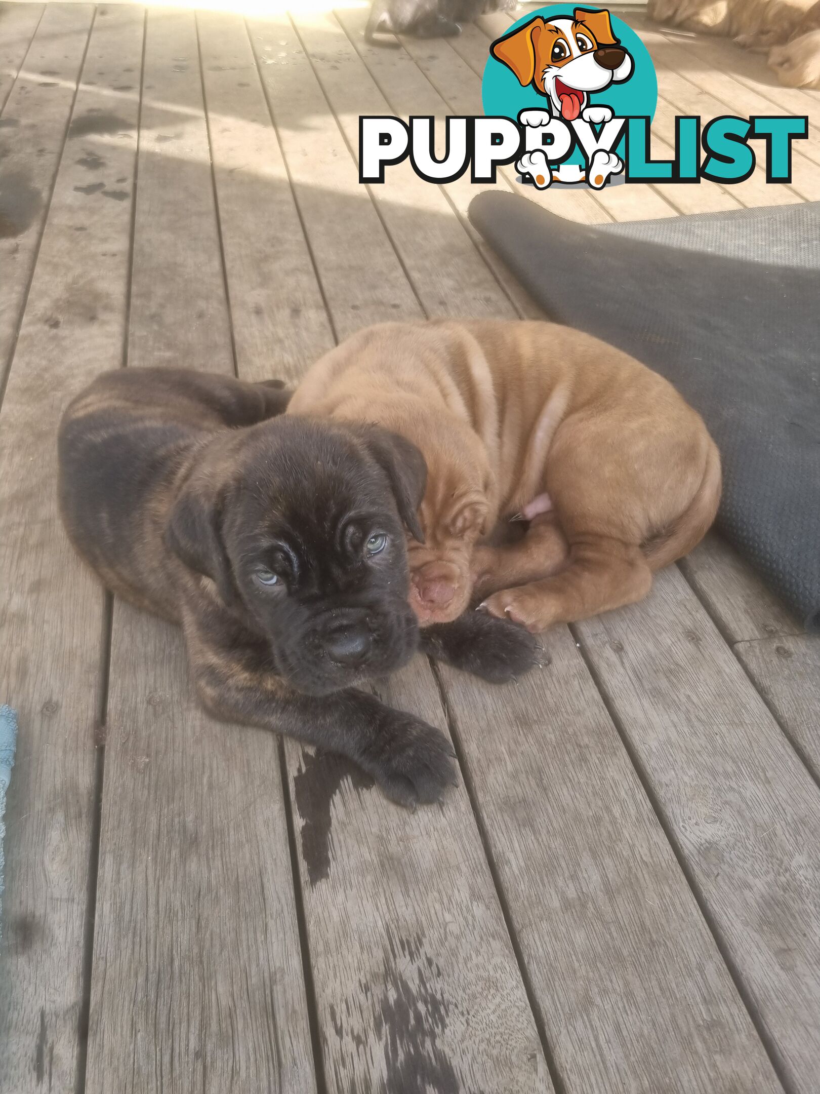French X Neo Mastiff Pups