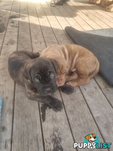 French X Neo Mastiff Pups