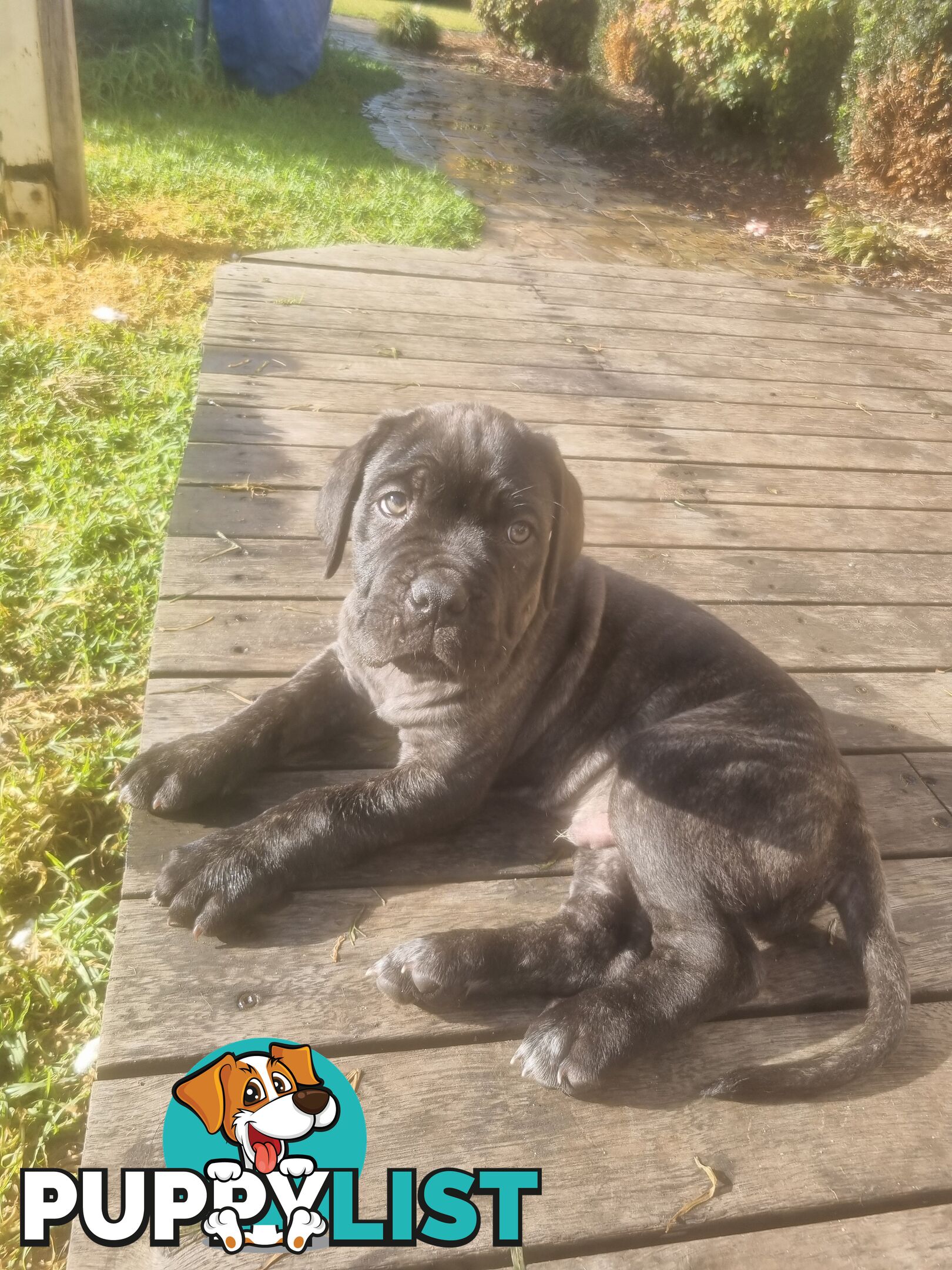 French X Neo Mastiff Pups