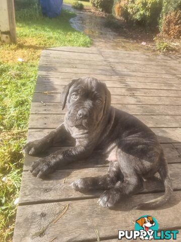 French X Neo Mastiff Pups