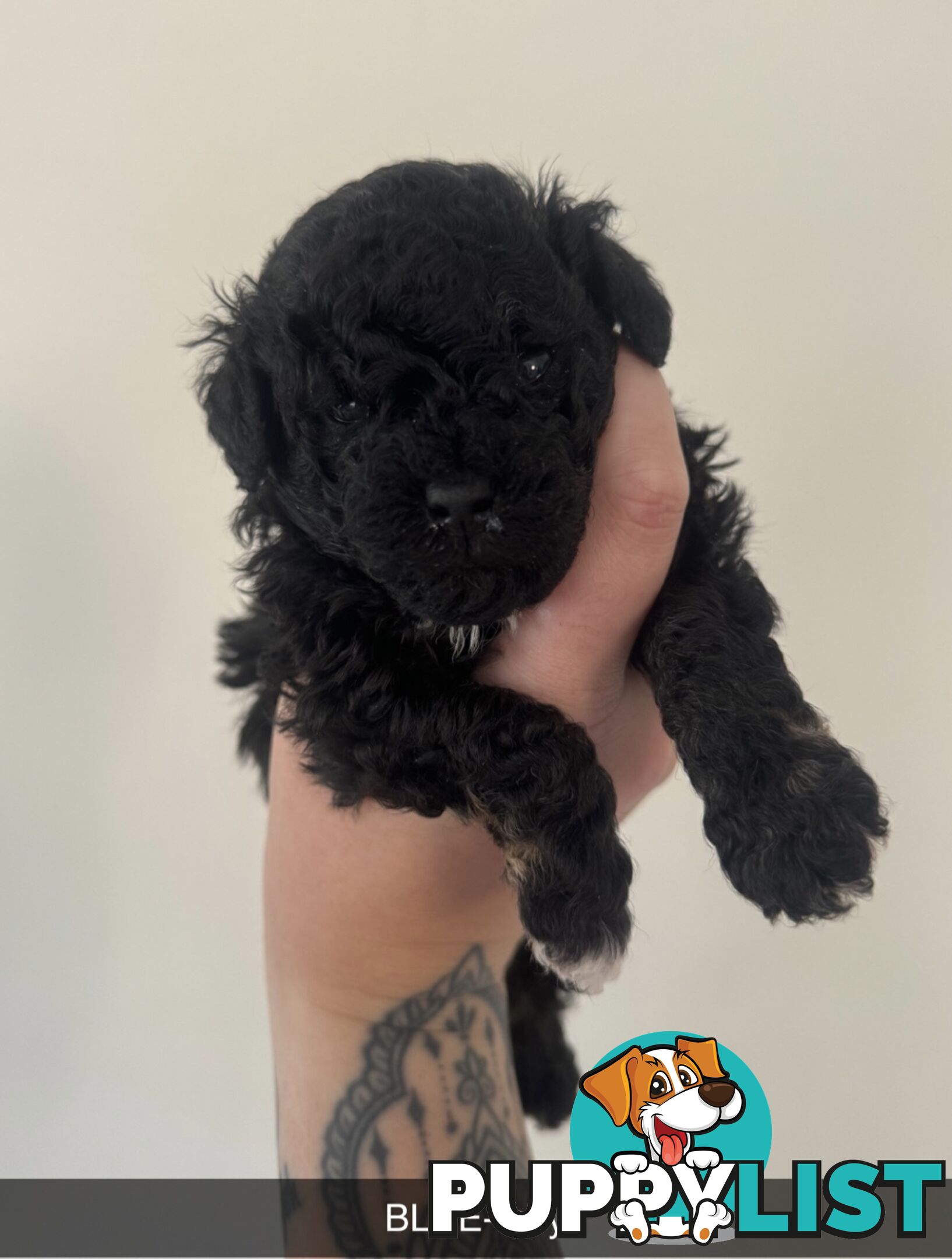 Toy poodle pups