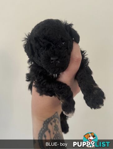 Toy poodle pups