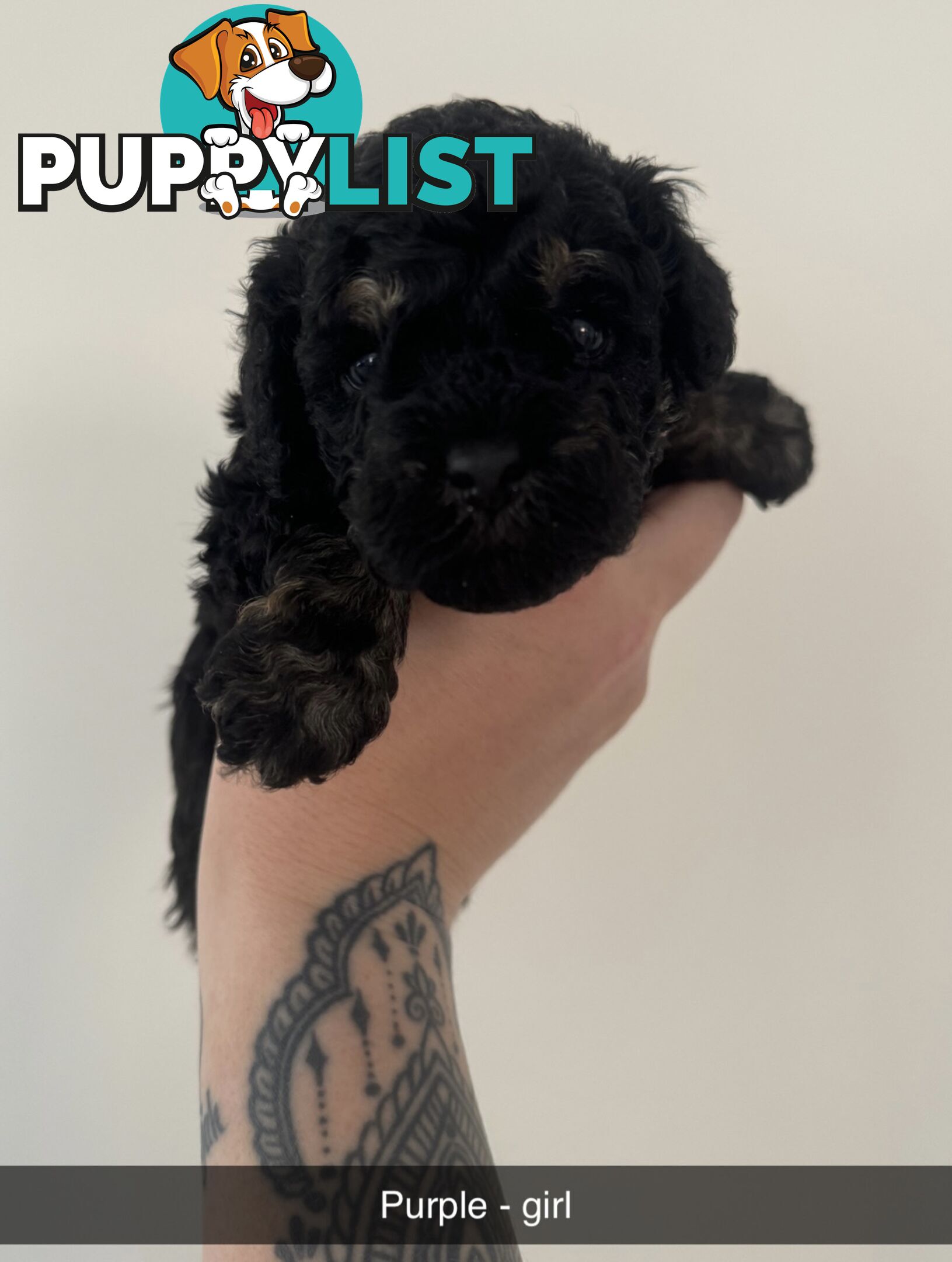 Toy poodle pups