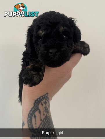 Toy poodle pups