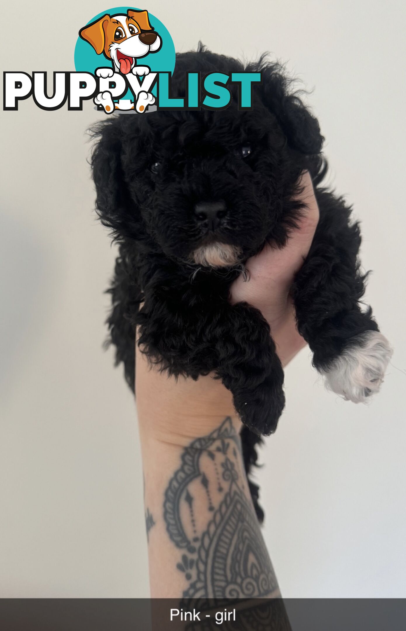 Toy poodle pups