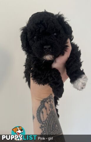 Toy poodle pups