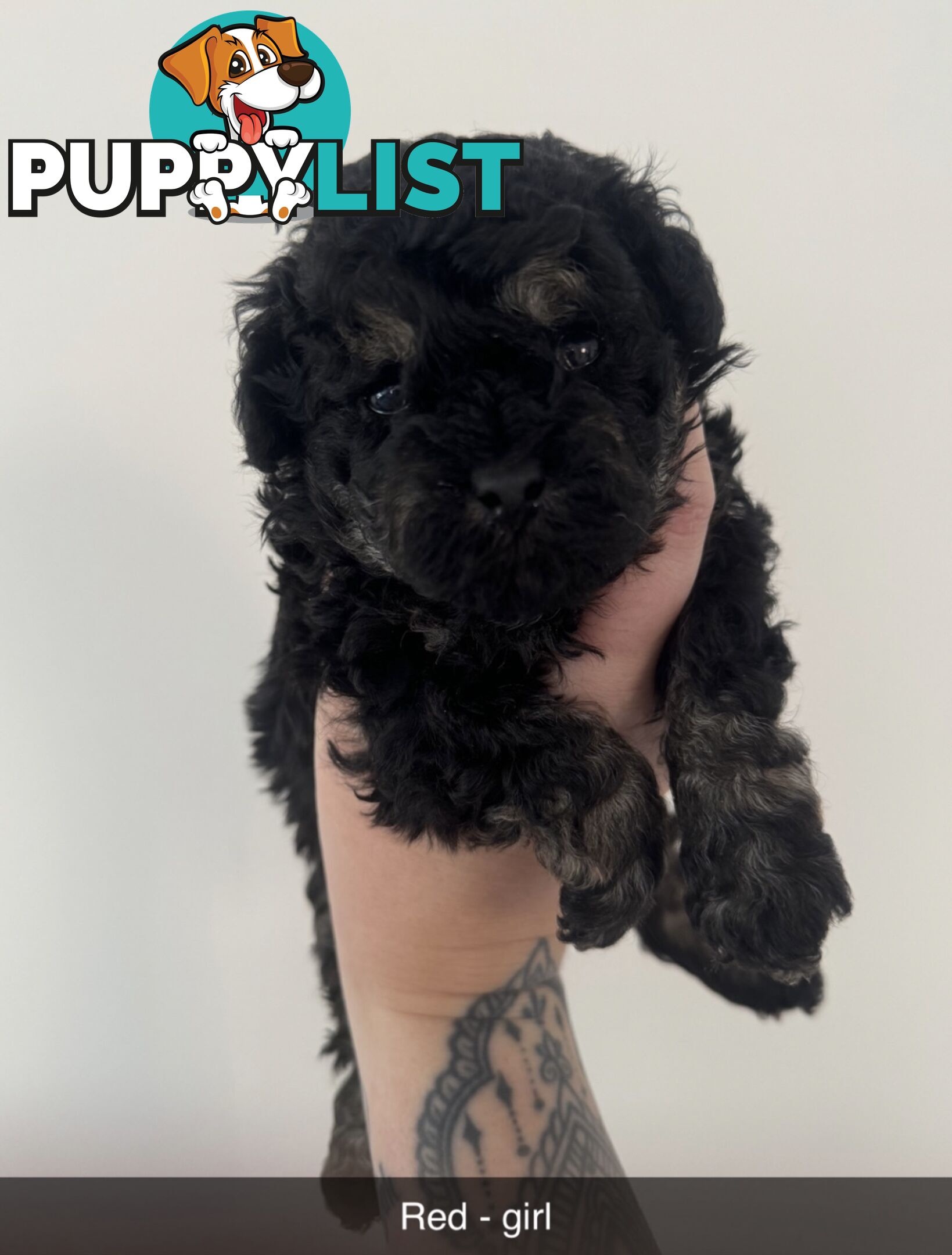 Toy poodle pups