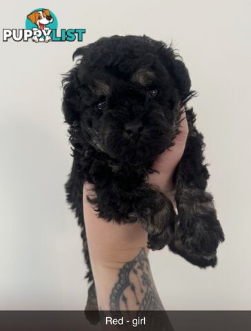 Toy poodle pups