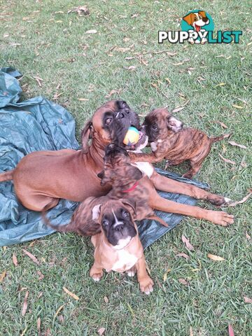 Pure Bred Boxer Puppies