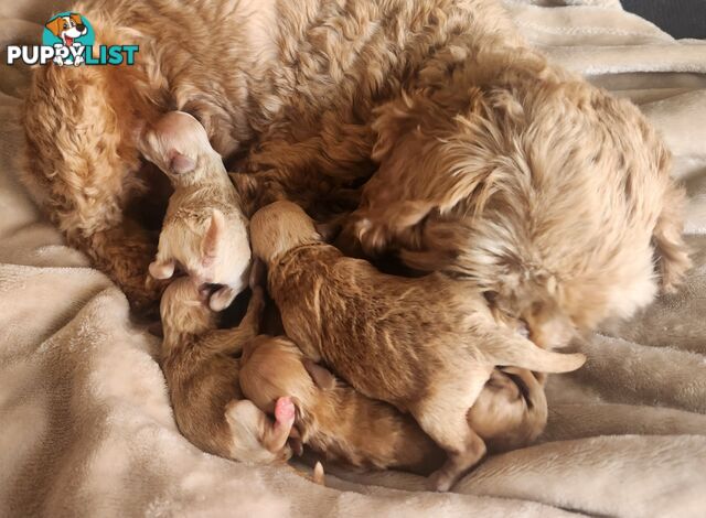 F1B Cavoodle Puppies