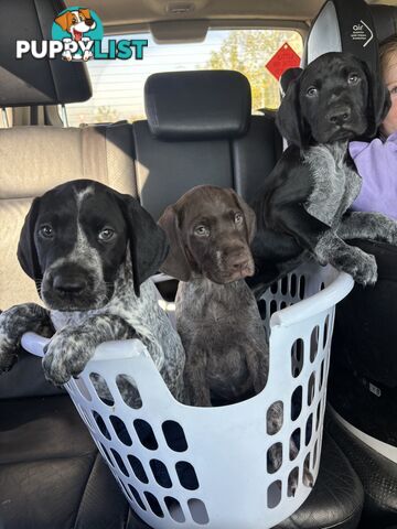 German shorthaired pointer puppies