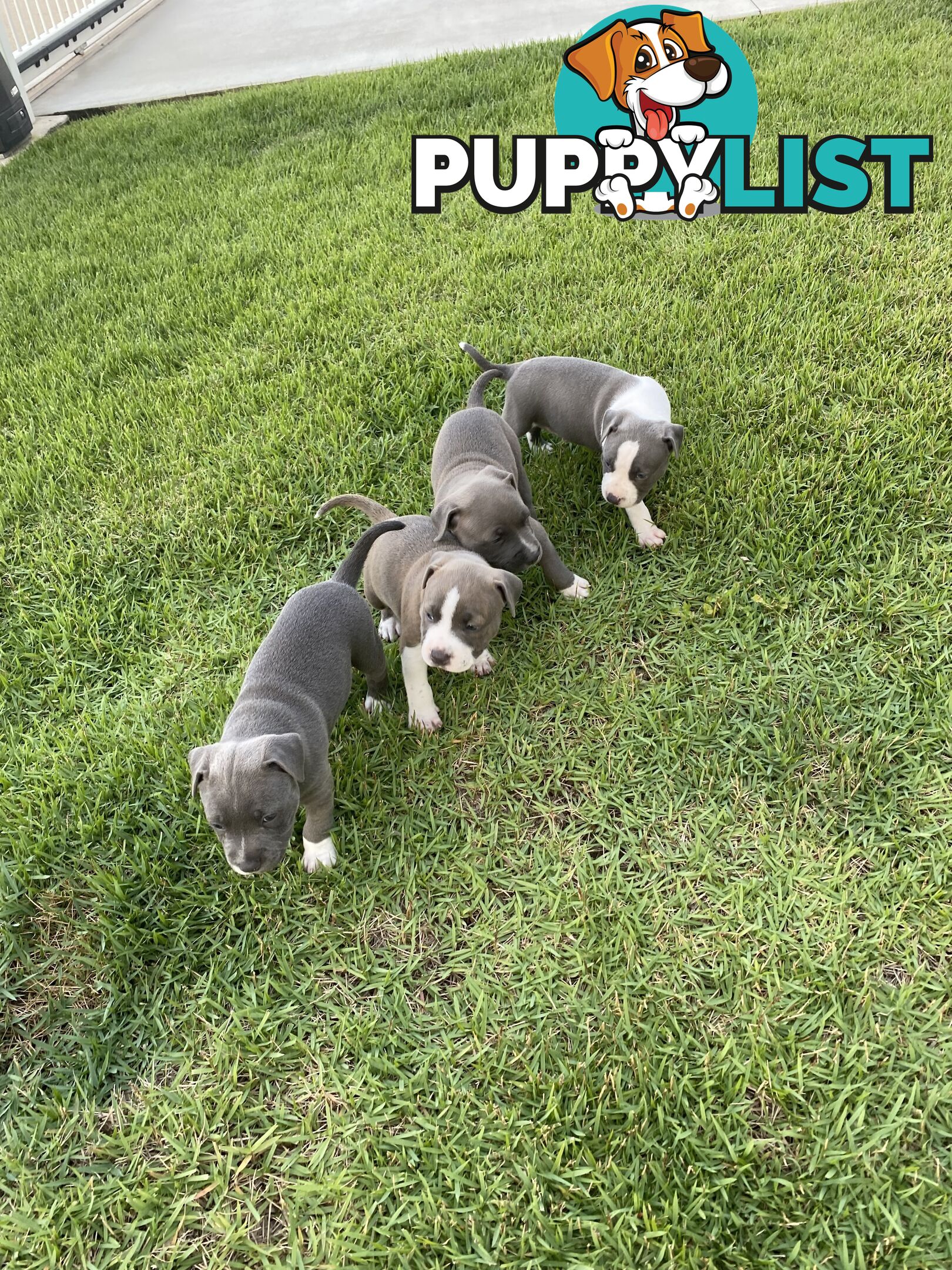 Male Staffy Puppies