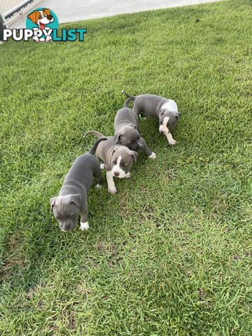 Male Staffy Puppies