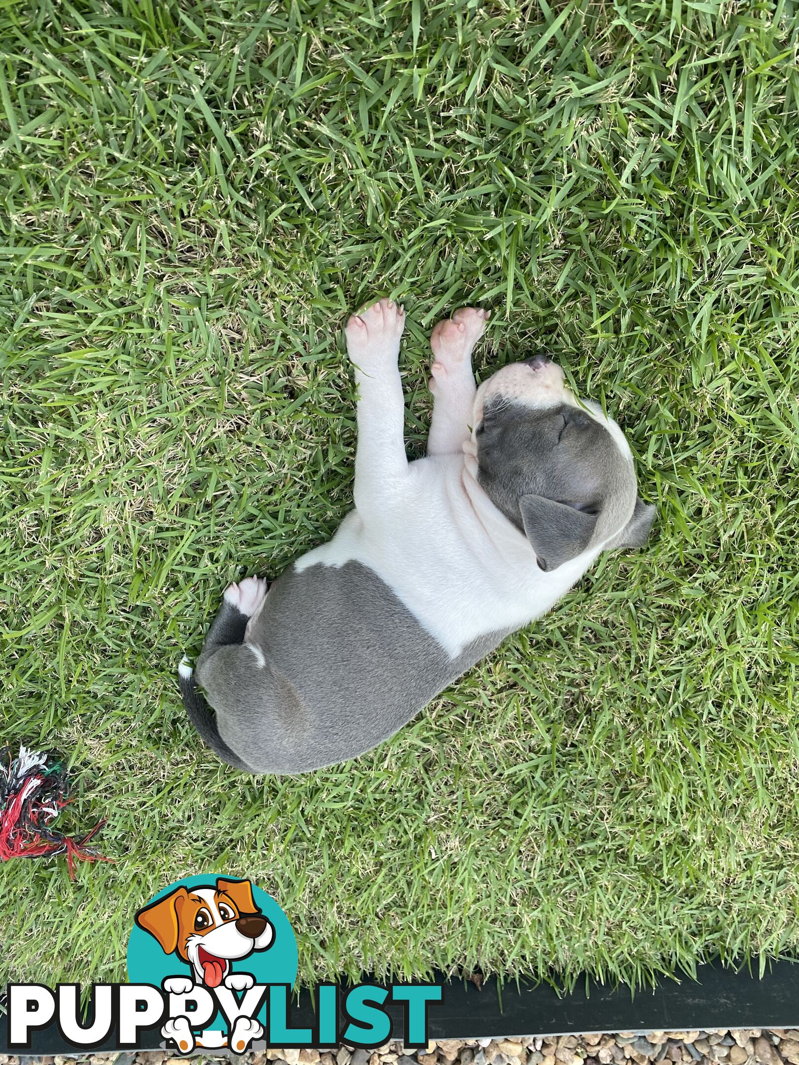 Male Staffy Puppies