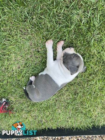 Male Staffy Puppies