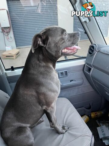 Male Staffy Puppies