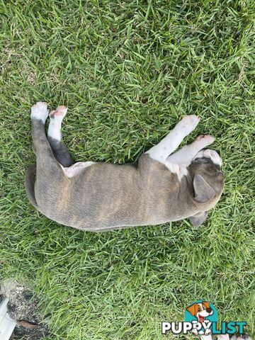 Male Staffy Puppies