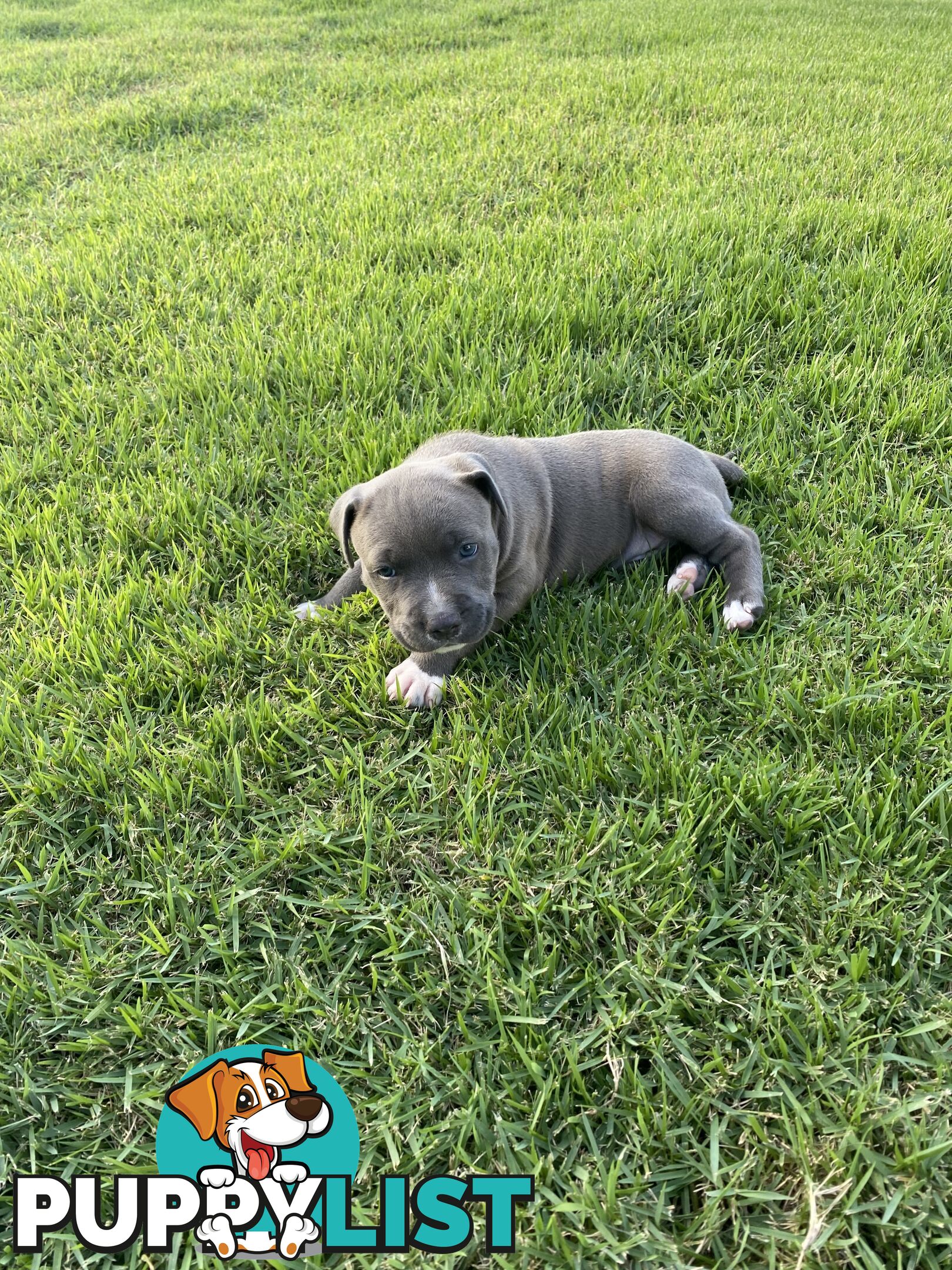 Male Staffy Puppies