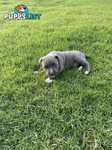 Male Staffy Puppies