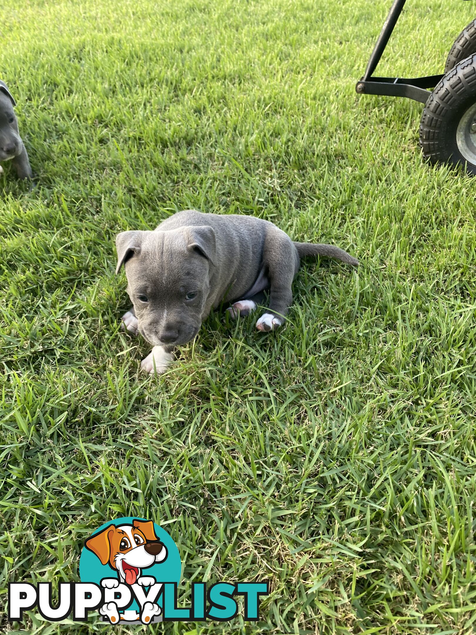 Male Staffy Puppies