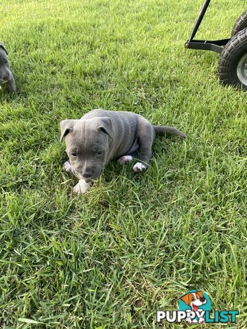 Male Staffy Puppies