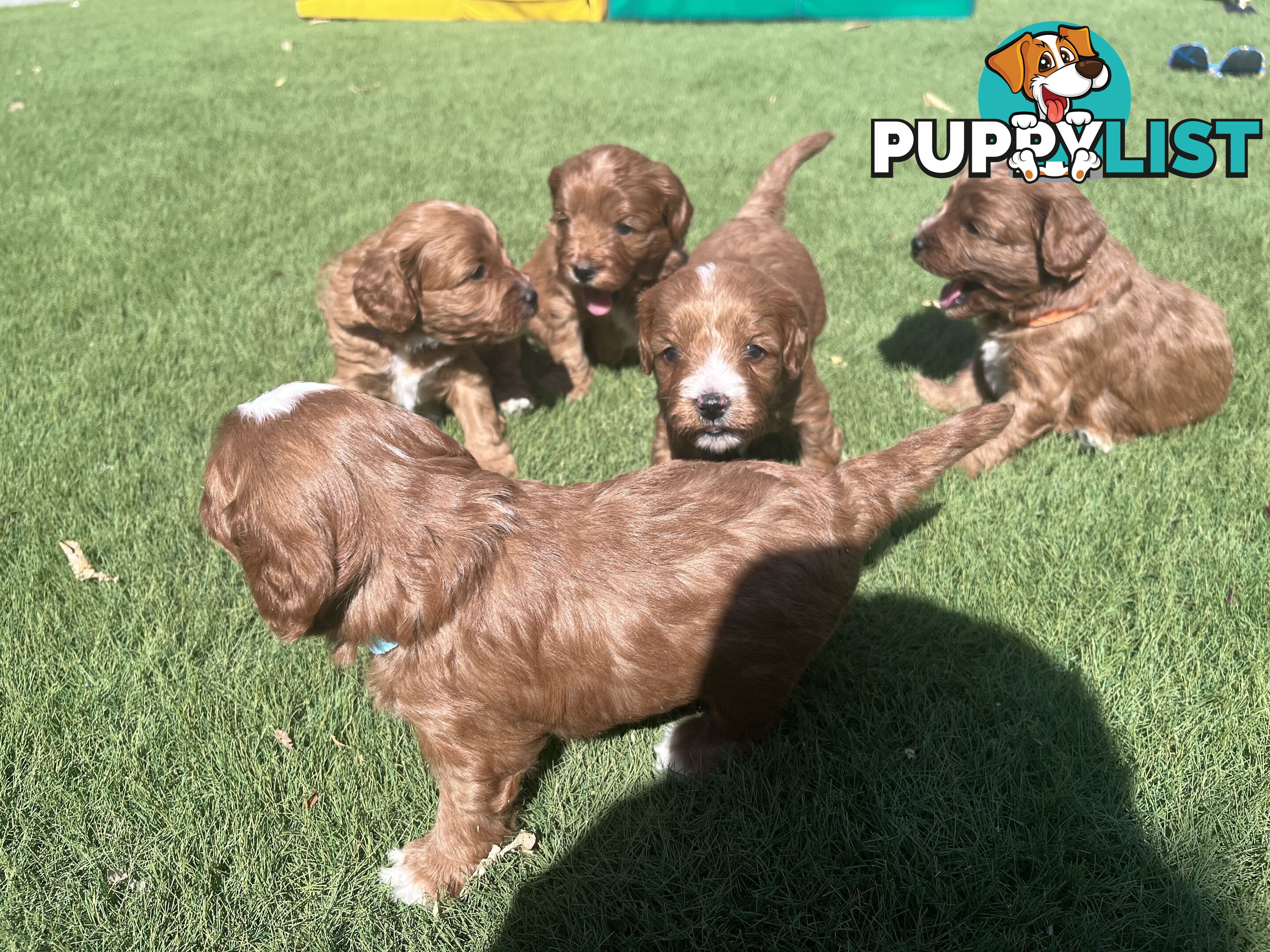 Cavoodle puppies