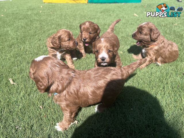 Cavoodle puppies