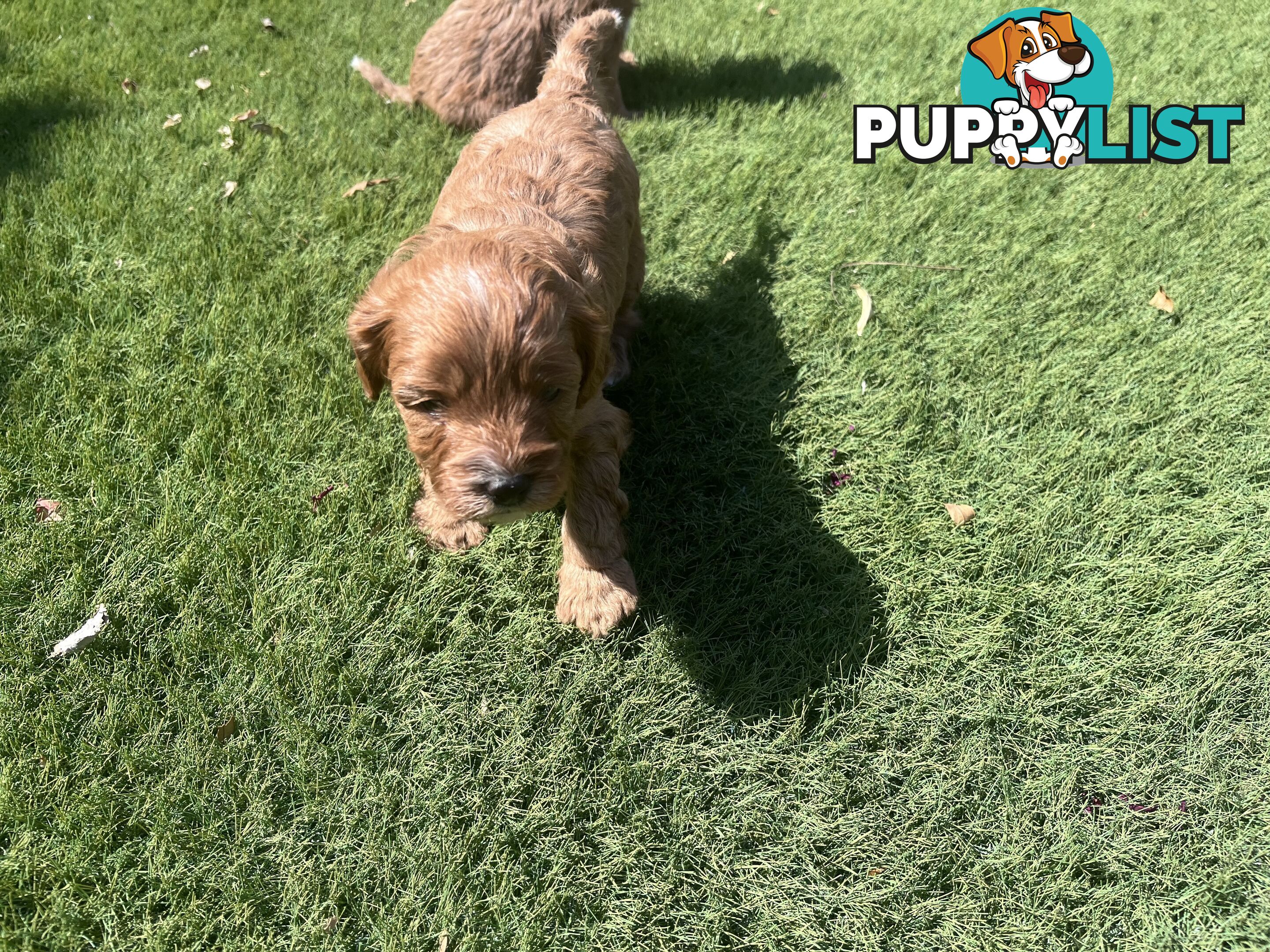 Cavoodle puppies