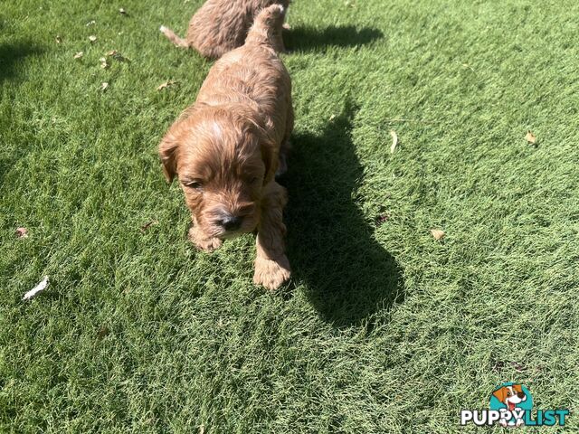 Cavoodle puppies