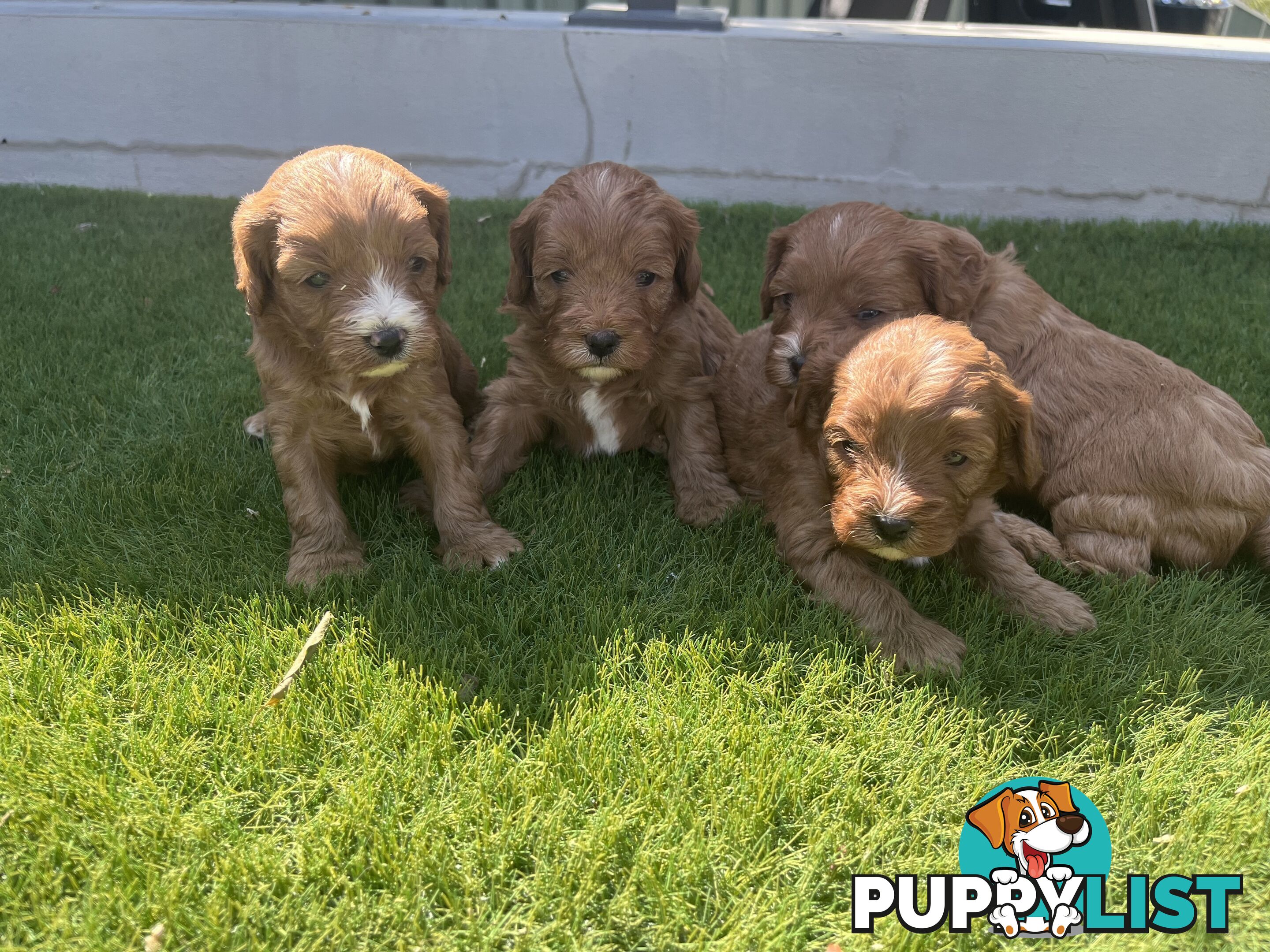 Cavoodle puppies