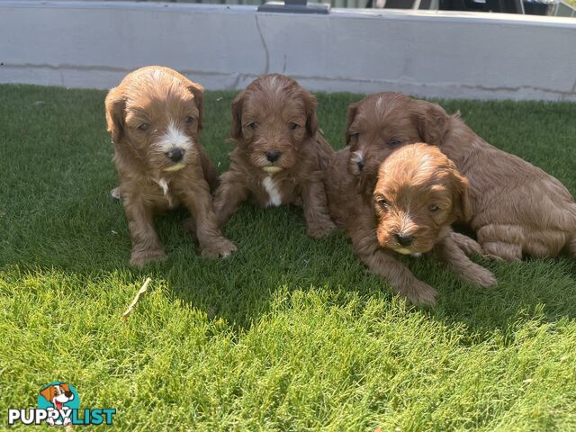 Cavoodle puppies