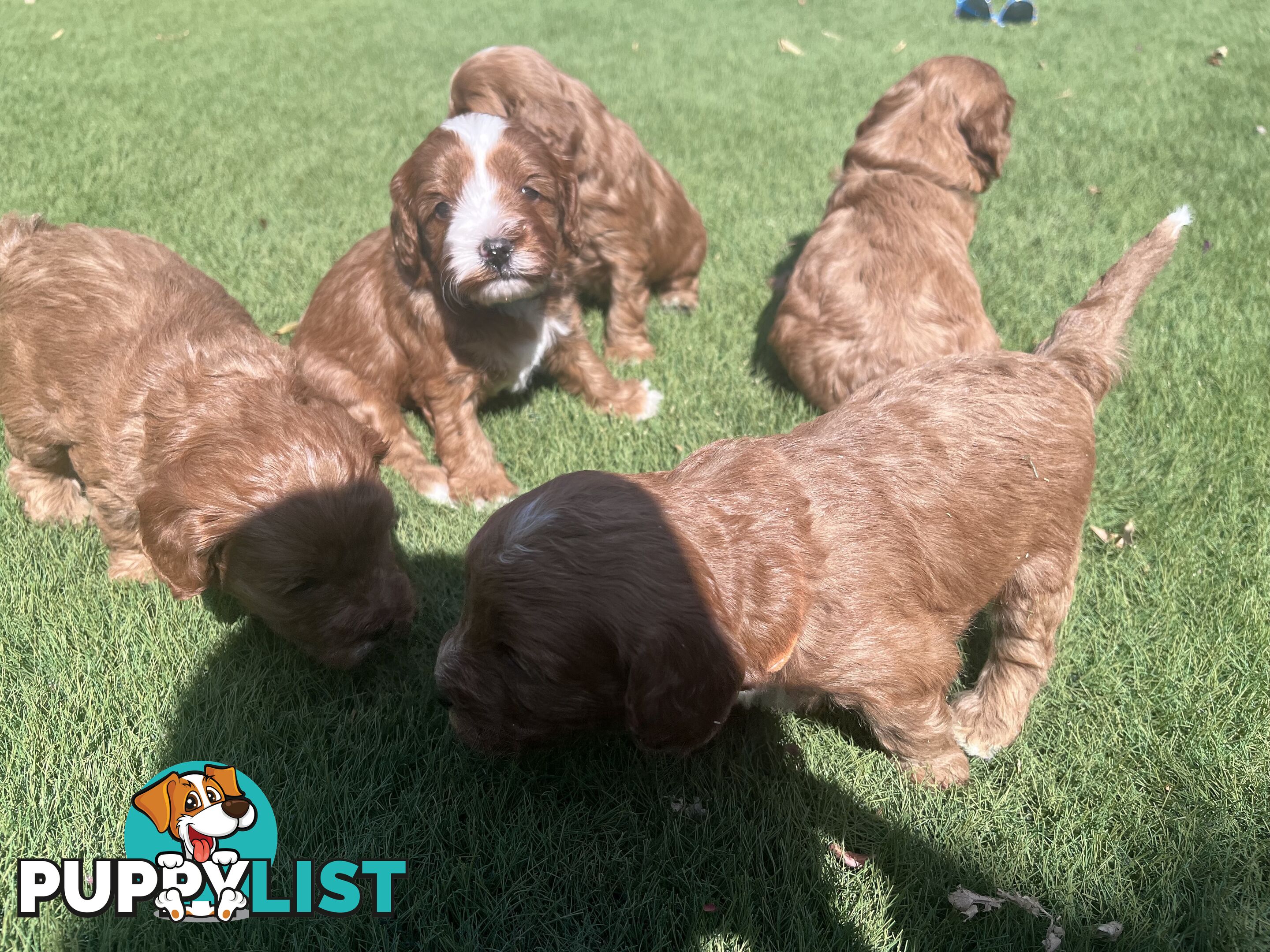 Cavoodle puppies