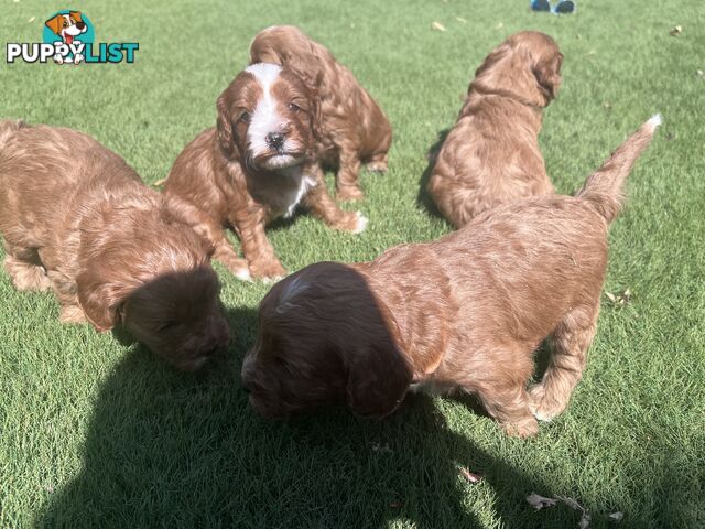 Cavoodle puppies