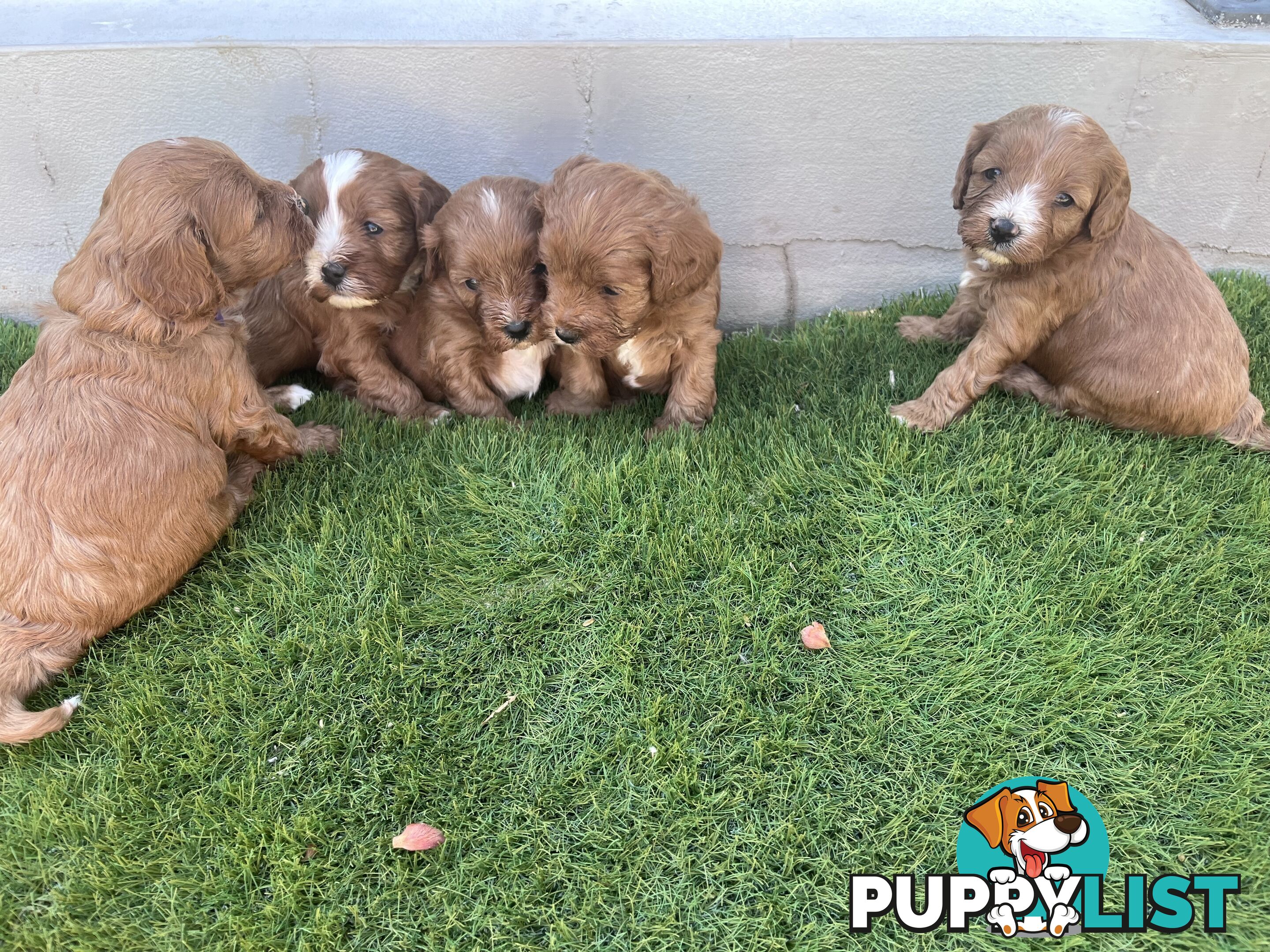 Cavoodle puppies