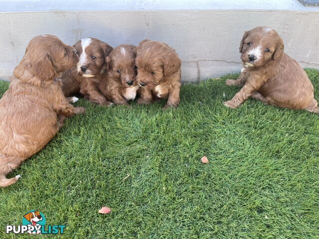 Cavoodle puppies