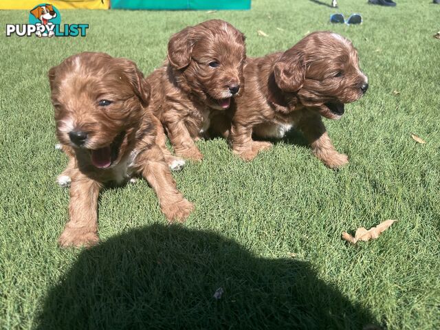 Cavoodle puppies