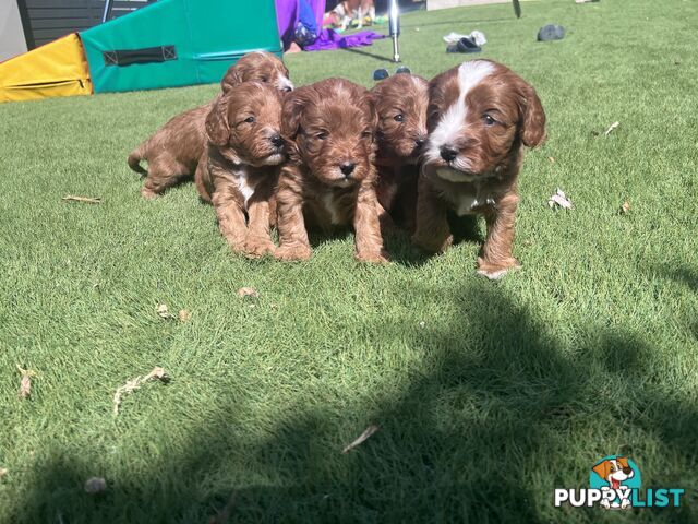 Cavoodle puppies