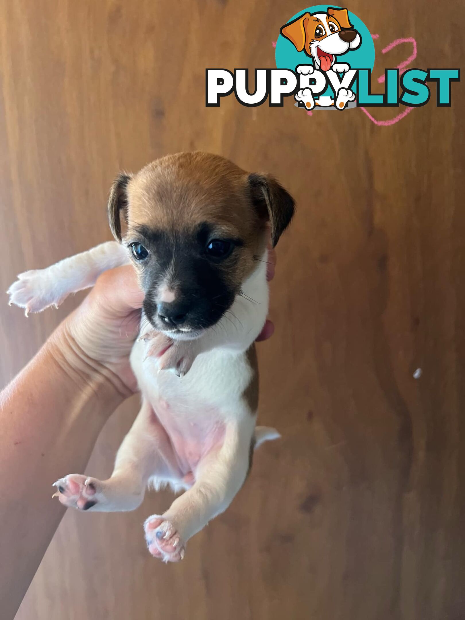 Jack Russell pups for sale