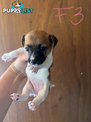 Jack Russell pups for sale