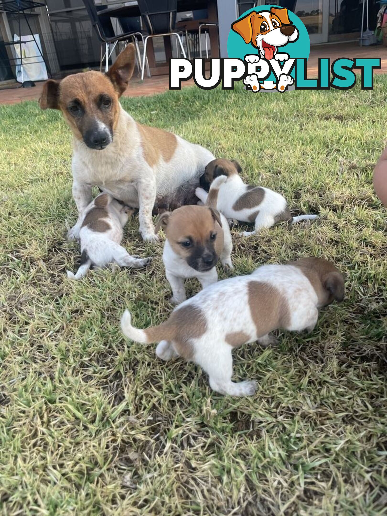 Jack Russell pups for sale