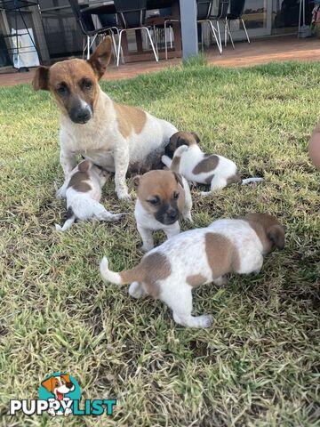 Jack Russell pups for sale