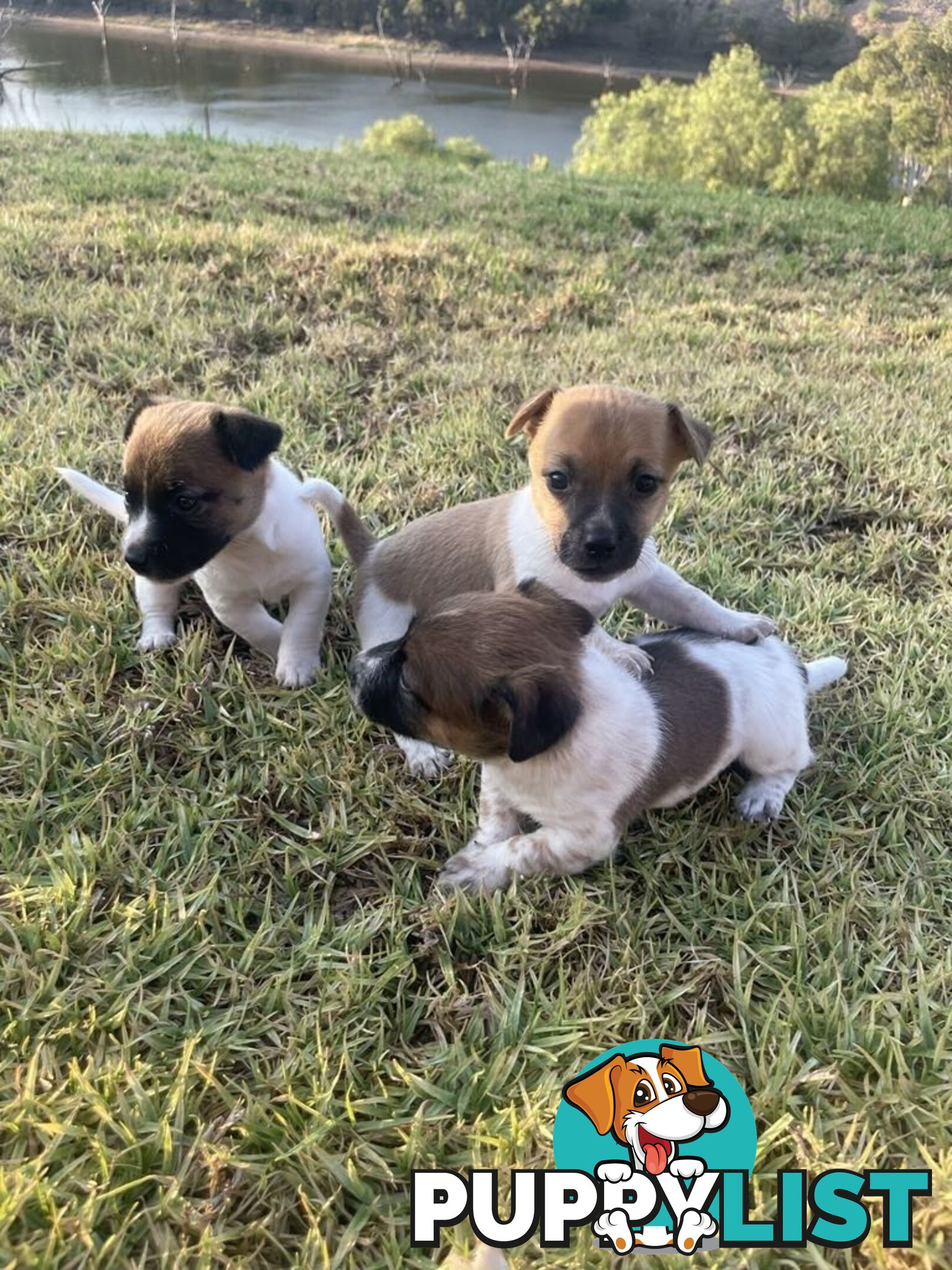 Jack Russell pups for sale