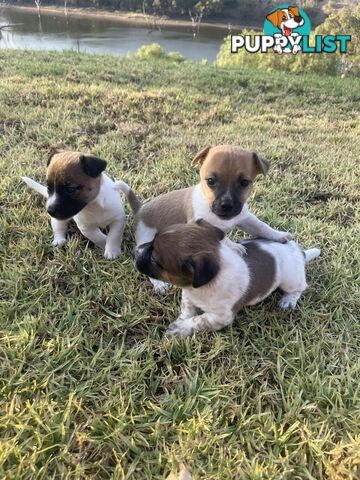 Jack Russell pups for sale