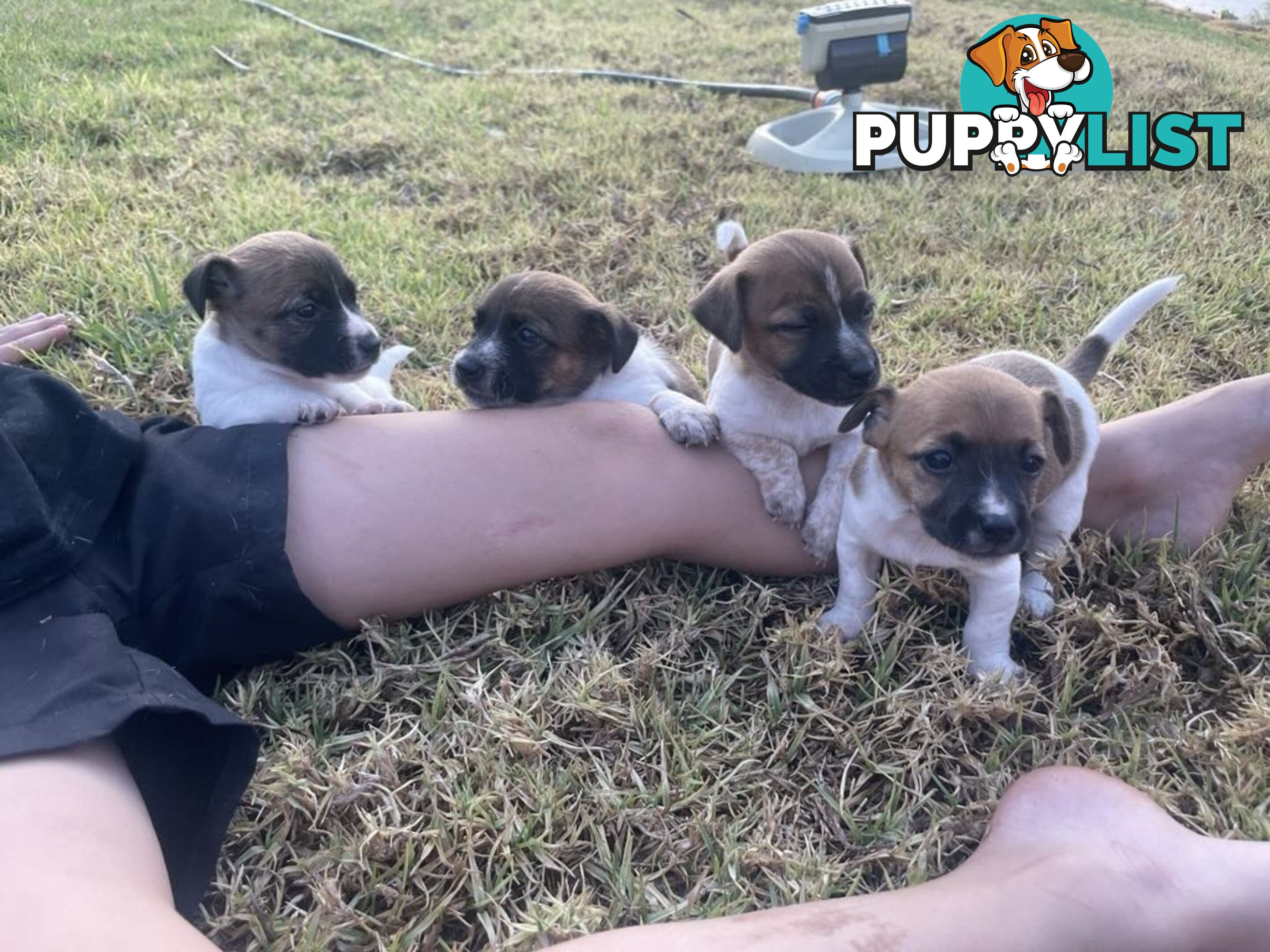 Jack Russell pups for sale