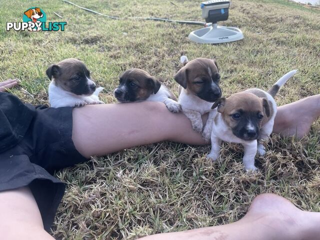 Jack Russell pups for sale