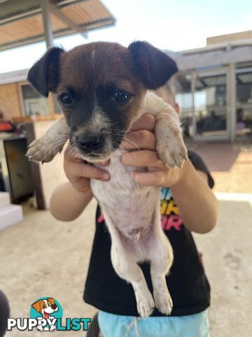 Jack Russell pup for sale