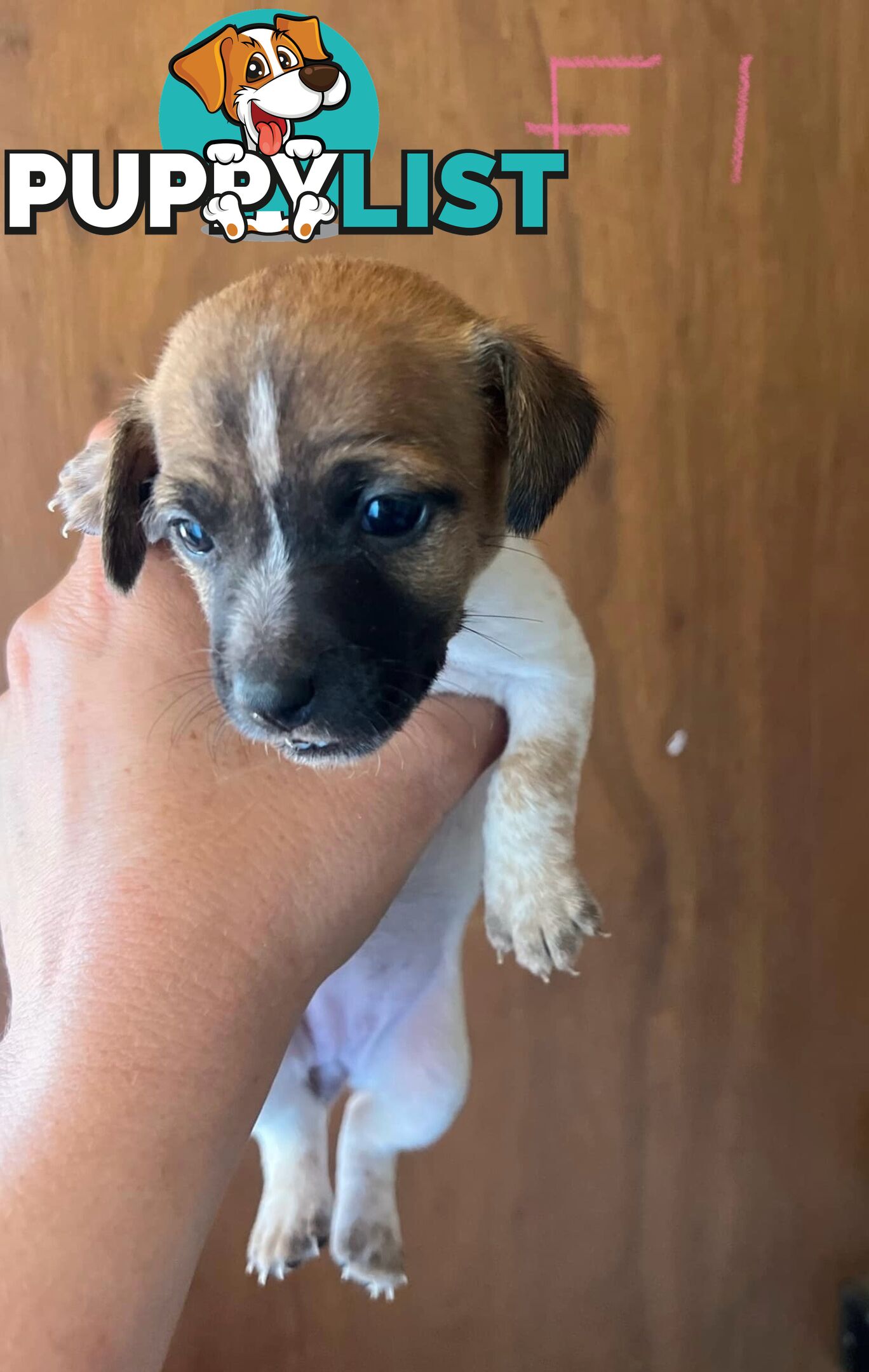 Jack Russell pups for sale