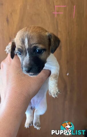 Jack Russell pups for sale