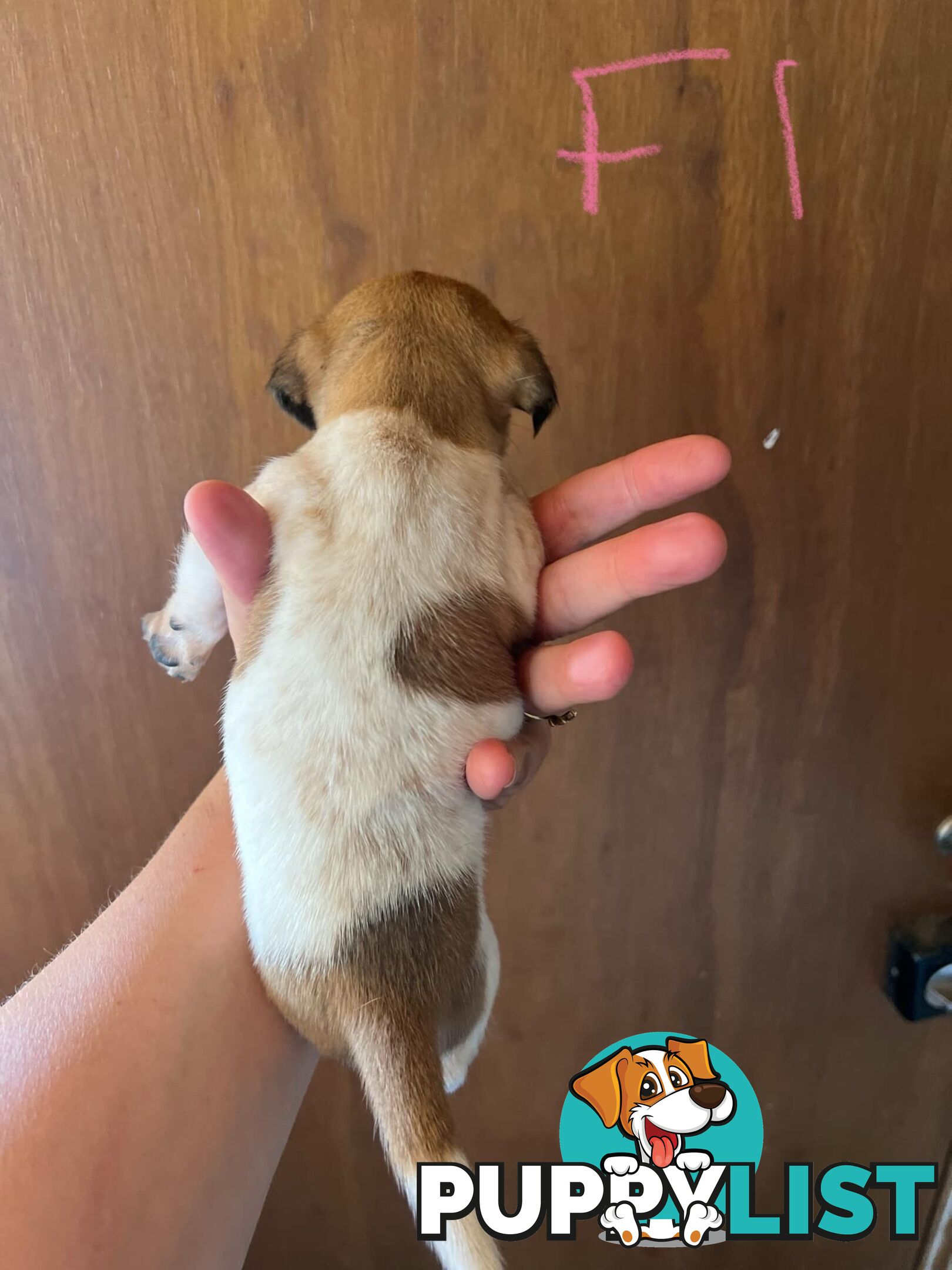 Jack Russell pups for sale